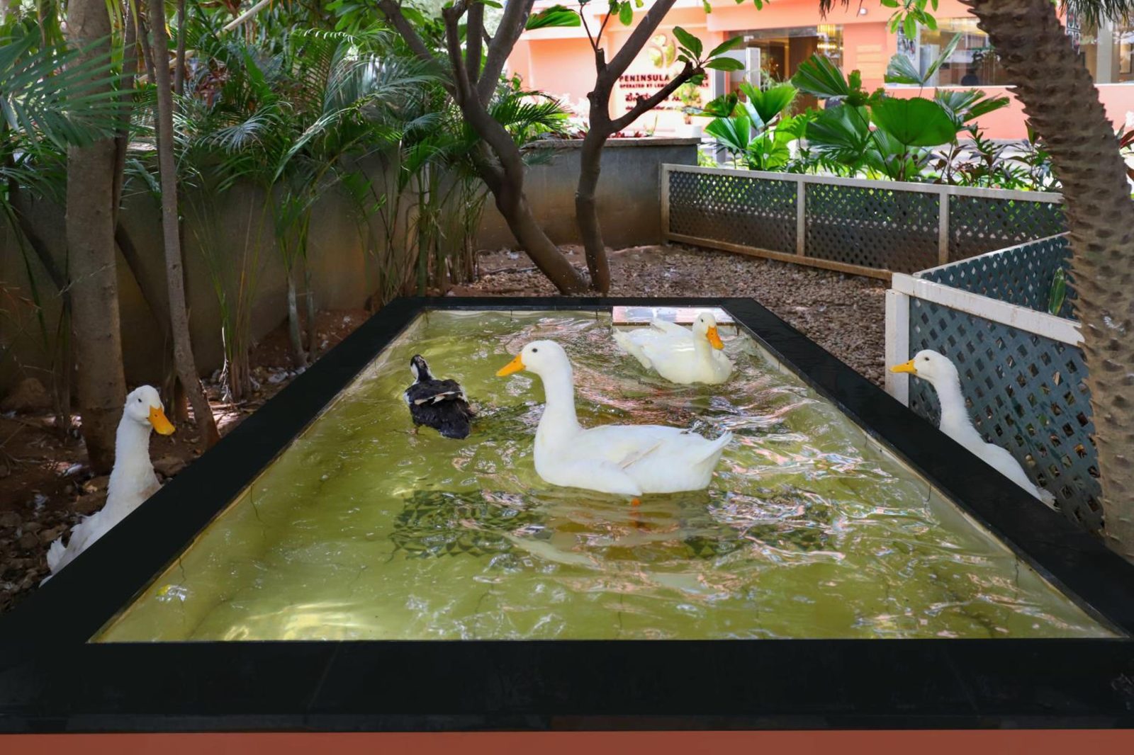 Lemon Tree Suites, Whitefield, Bengaluru — photo 6
